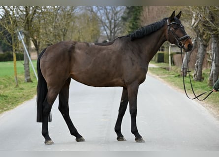 Hannoveraan, Merrie, 6 Jaar, 168 cm, Bruin
