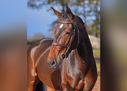 Hannoveraan, Merrie, 6 Jaar, 168 cm, Donkerbruin