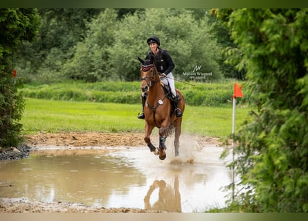 Hannoveraan, Merrie, 6 Jaar, 168 cm, Vos