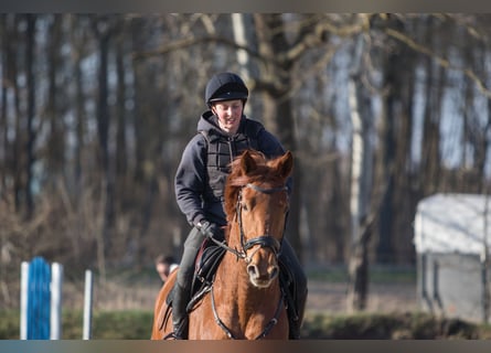 Hannoveraan, Merrie, 6 Jaar, 168 cm, Vos