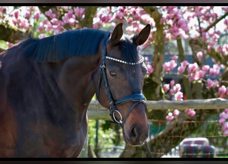 Hannoveraan, Merrie, 6 Jaar, 168 cm, Zwart