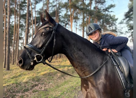 Hannoveraan, Merrie, 6 Jaar, 168 cm, Zwart