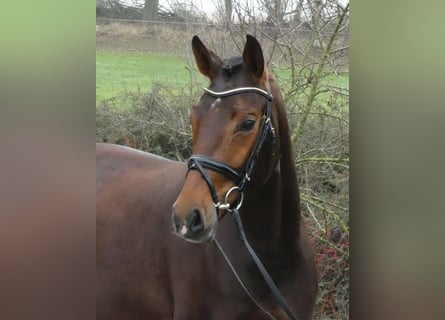 Hannoveraan, Merrie, 6 Jaar, 169 cm, Bruin