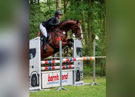 Hannoveraan, Merrie, 6 Jaar, 169 cm, Bruin