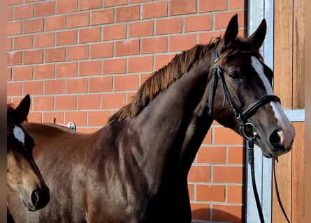 Hannoveraan, Merrie, 6 Jaar, 169 cm, Donkere-vos
