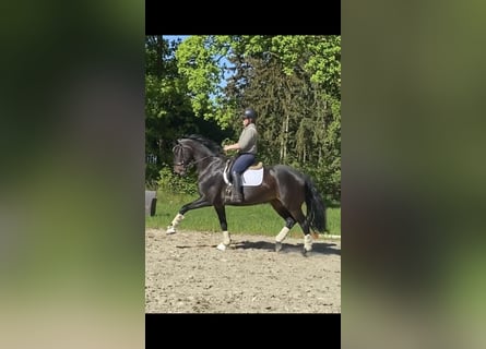 Hannoveraner, Stute, 6 Jahre, 170 cm, Brauner