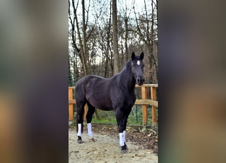 Hannoveraan, Merrie, 6 Jaar, 170 cm, Zwart