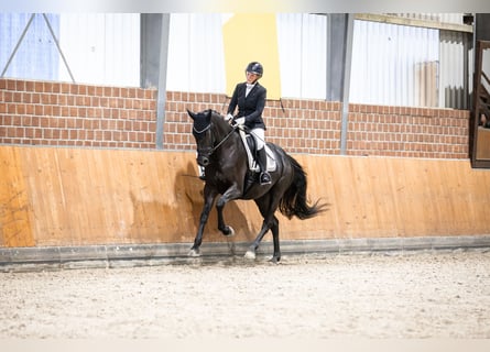 Hannoveraan, Merrie, 6 Jaar, 170 cm, Zwart
