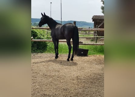 Hannoveraan, Merrie, 6 Jaar, 170 cm, Zwart