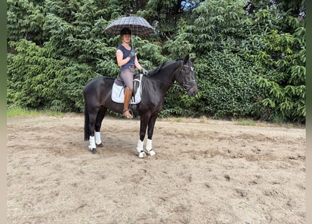 Hannoveraan, Merrie, 6 Jaar, 170 cm, Zwartbruin