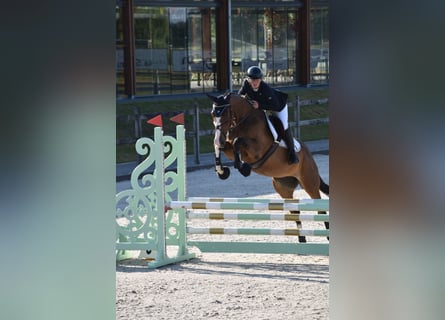 Hannoveraan, Merrie, 6 Jaar, 171 cm, Bruin