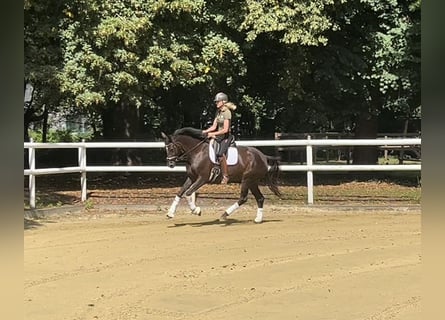Hannoveraan, Merrie, 6 Jaar, 171 cm, Donkere-vos