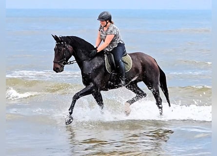 Hannoveraan, Merrie, 6 Jaar, 172 cm, Donkerbruin