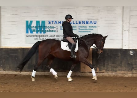 Hannoveraan, Merrie, 6 Jaar, 173 cm, Bruin