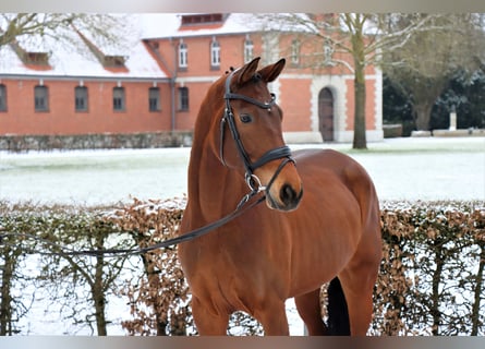 Hannoveraan, Merrie, 6 Jaar, 174 cm, Bruin