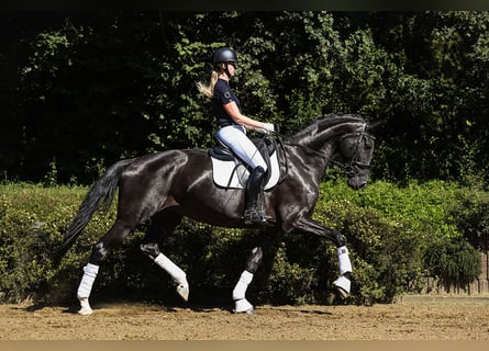 Hannoveraan, Merrie, 6 Jaar, 174 cm, Zwart