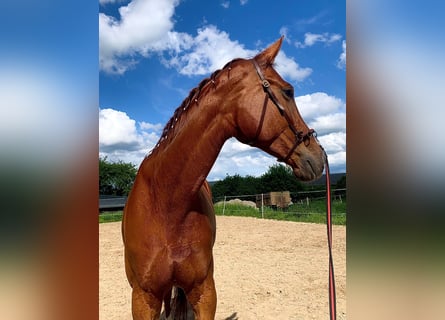 Hannoveraan, Merrie, 6 Jaar, 180 cm, Vos