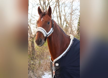 Hannoveraan, Merrie, 7 Jaar, 162 cm, Donkere-vos