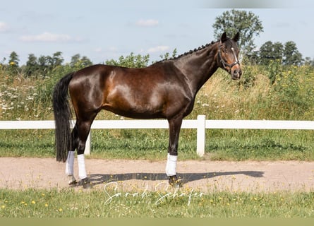 Hannoveraan, Merrie, 7 Jaar, 163 cm, Donkerbruin