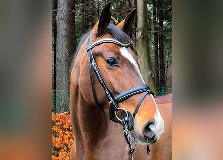 Hannoveraan, Merrie, 7 Jaar, 163 cm, Donkerbruin