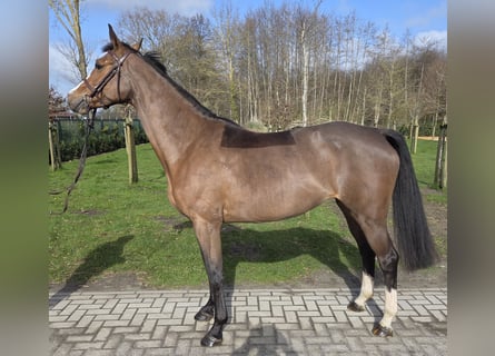 Hannoveraan, Merrie, 7 Jaar, 165 cm, Bruin