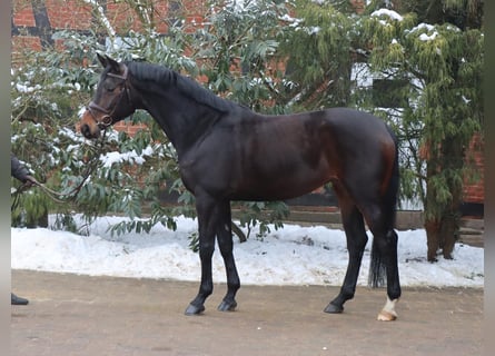 Hannoveraan, Merrie, 7 Jaar, 166 cm, Donkerbruin