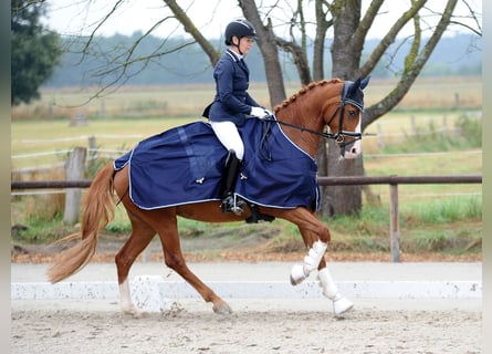 Hannoveraan, Merrie, 7 Jaar, 166 cm, Donkere-vos