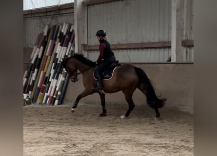 Hannoveraan, Merrie, 7 Jaar, 167 cm, Bruin