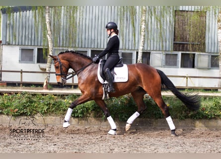 Hannoveraan, Merrie, 7 Jaar, 167 cm, Bruin