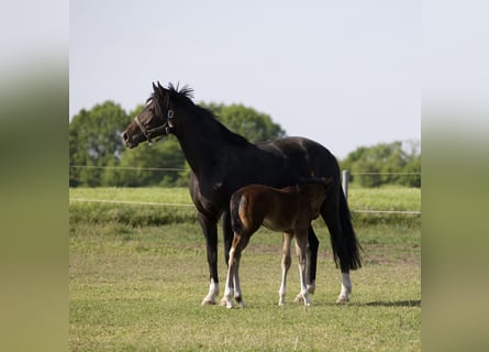 Hannoveraan, Merrie, 7 Jaar, 167 cm, Donkerbruin