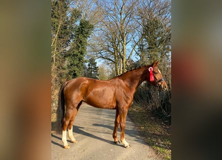 Hannoveraan, Merrie, 7 Jaar, 167 cm, Donkere-vos