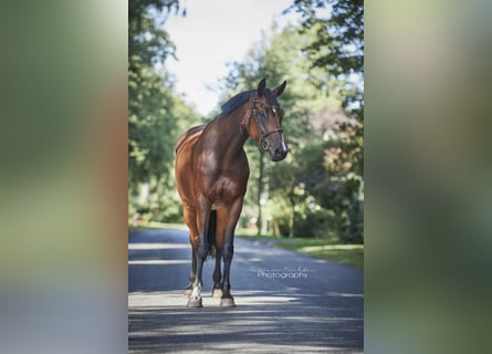 Hannoveraan, Merrie, 7 Jaar, 168 cm, Bruin
