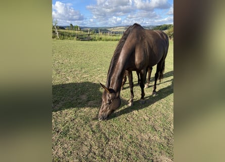 Hannoveraan, Merrie, 7 Jaar, 168 cm, Donkere-vos