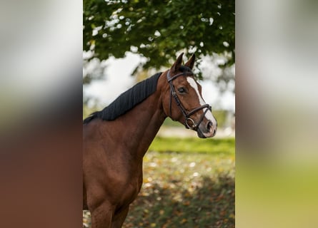 Hannoveraan, Merrie, 7 Jaar, 169 cm, Bruin