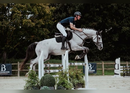 Hannoveraan, Merrie, 7 Jaar, 169 cm, Schimmel