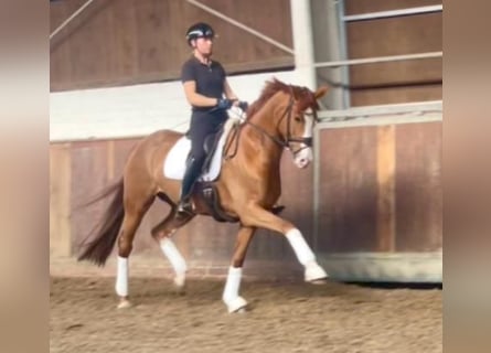 Hannoveraan, Merrie, 7 Jaar, 169 cm, Vos