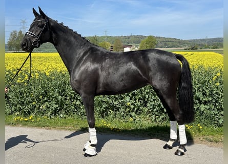 Hannoveraan, Merrie, 7 Jaar, 169 cm, Zwart