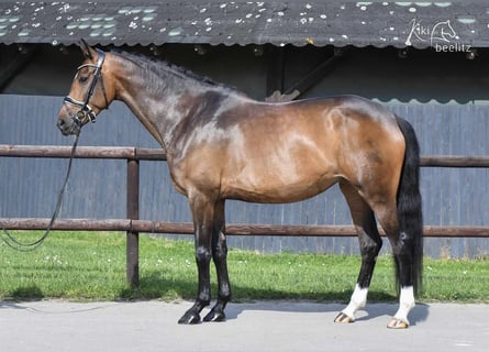 Hannoveraan, Merrie, 7 Jaar, 170 cm, Bruin