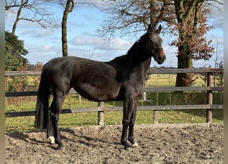 Hannoveraan, Merrie, 7 Jaar, 170 cm, Donkerbruin