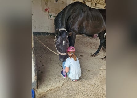 Hannoveraan, Merrie, 7 Jaar, 170 cm, Zwart