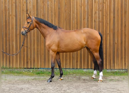 Hannoveraan, Merrie, 7 Jaar, 172 cm, Bruin