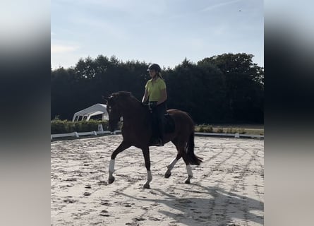 Hannoveraan, Merrie, 7 Jaar, 172 cm, Donkere-vos