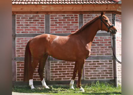 Hannoveraan, Merrie, 7 Jaar, 172 cm, Vos