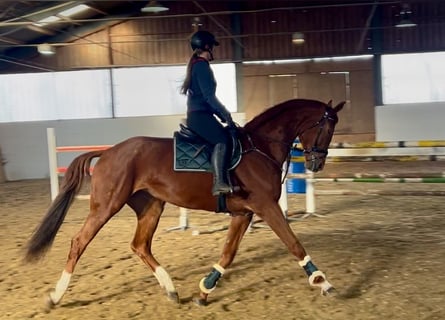 Hannoveraan, Merrie, 7 Jaar, 182 cm, Vos