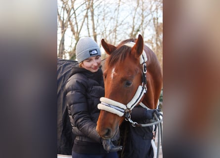 Hannoveraan, Merrie, 8 Jaar, 162 cm, Donkere-vos