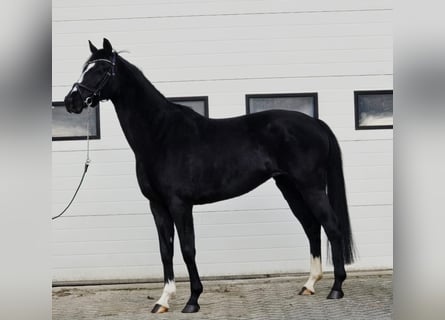 Hannoveraan, Merrie, 8 Jaar, 165 cm, Zwart