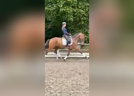 Hannoveraan, Merrie, 8 Jaar, 166 cm, Bruin