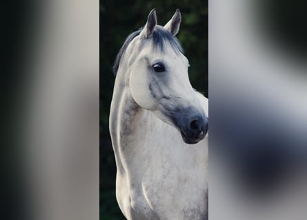 Hannoveraan, Merrie, 8 Jaar, 166 cm, Schimmel