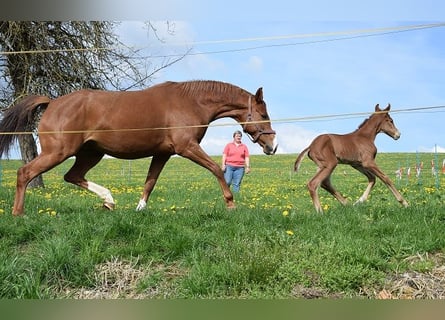 Hannoveraan, Merrie, 8 Jaar, 166 cm, Vos