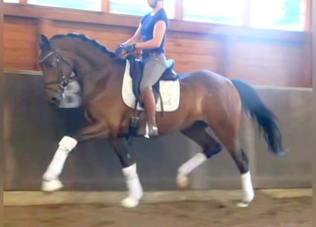 Hannoveraan, Merrie, 8 Jaar, 167 cm, Bruin